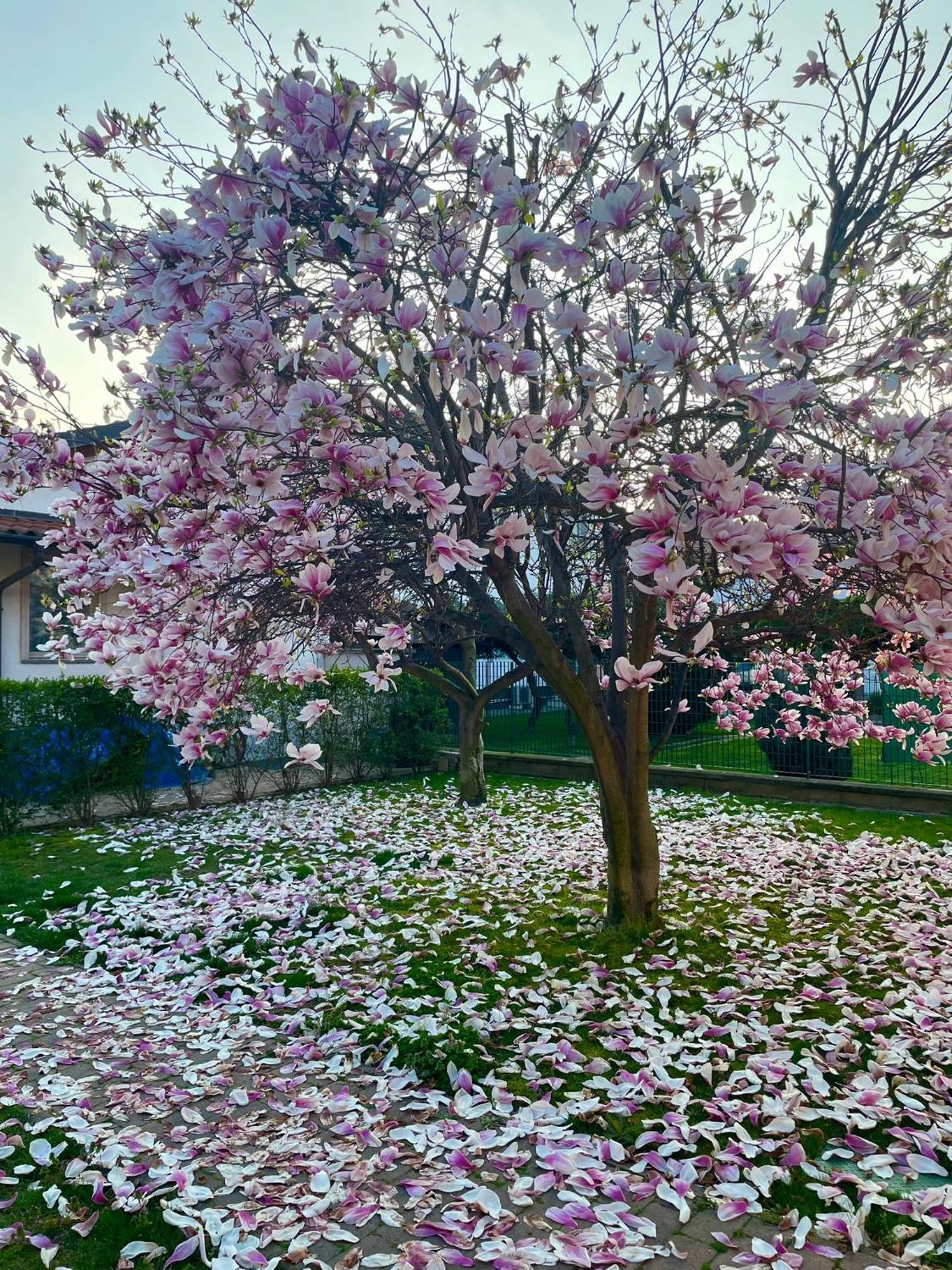 Serenity Garden Stupinigi Buitenkant foto
